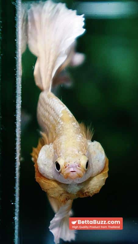 Betta fish Gold Dragon Rosetail OHM - Image 7