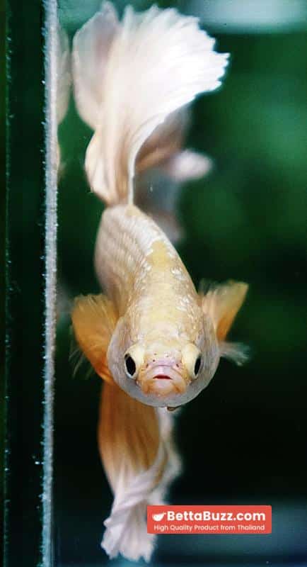 Betta fish Gold Dragon Rosetail OHM - Image 8