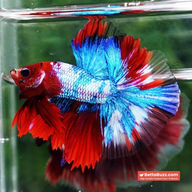 Betta fish Fancy Red Koi Sky Hawk OHM - Image 2