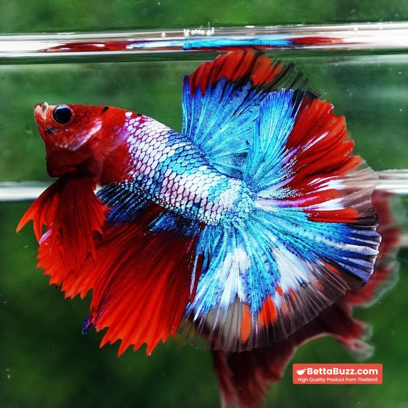 Betta fish Fancy Red Koi Sky Hawk OHM - Image 4