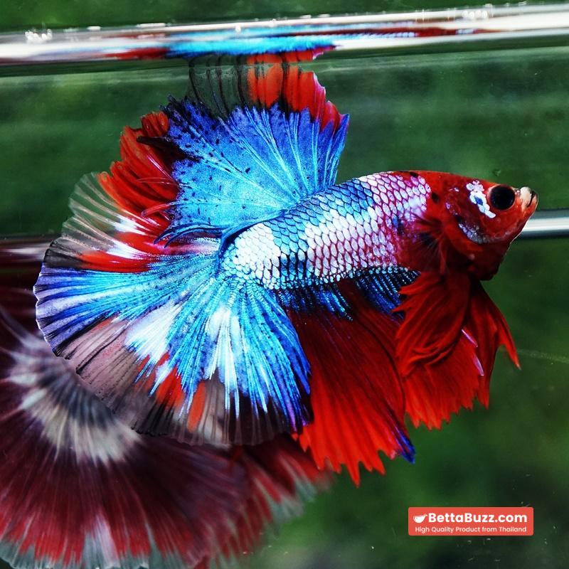 Betta fish Fancy Red Koi Sky Hawk OHM - Image 3
