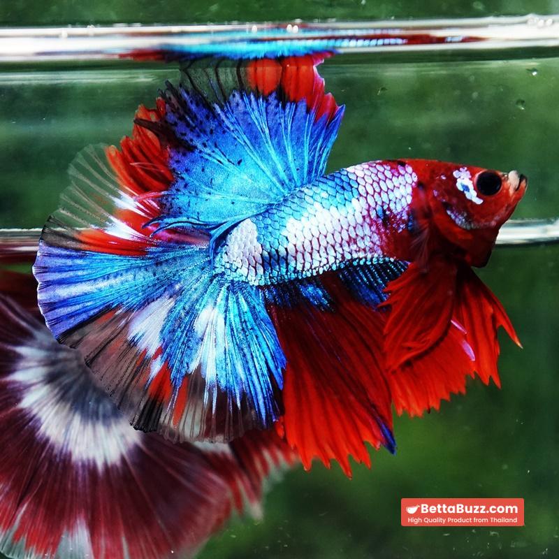 Betta fish Fancy Red Koi Sky Hawk OHM - Image 5
