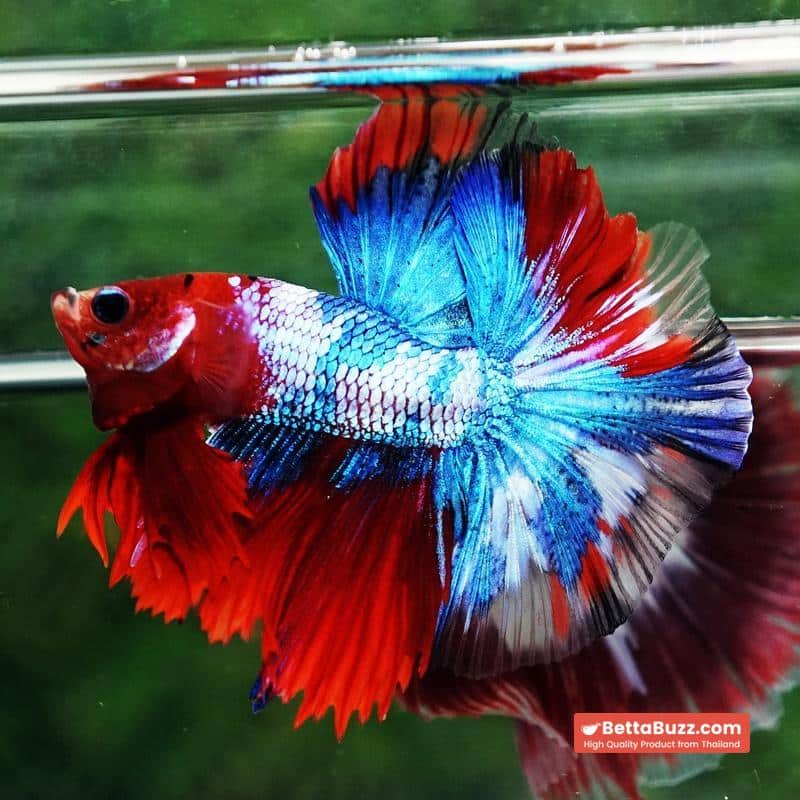 Betta fish Fancy Red Koi Sky Hawk OHM - Image 6