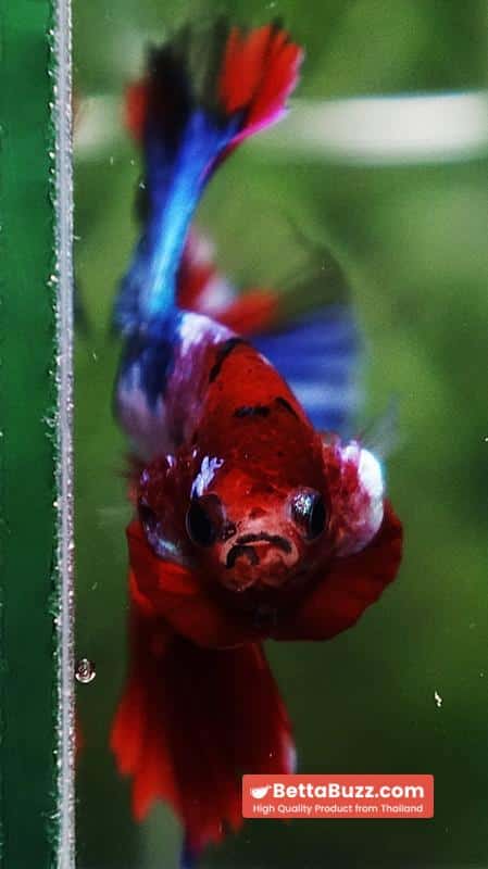 Betta fish Fancy Red Koi Sky Hawk OHM - Image 7