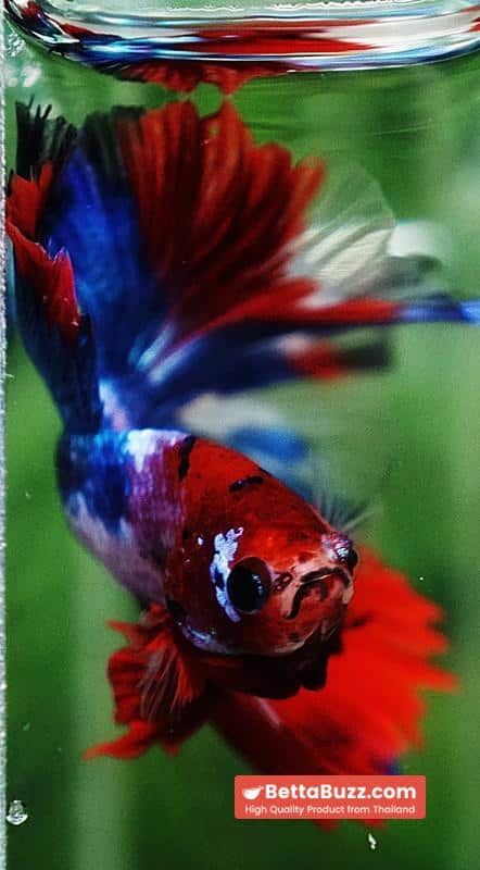 Betta fish Fancy Red Koi Sky Hawk OHM - Image 8