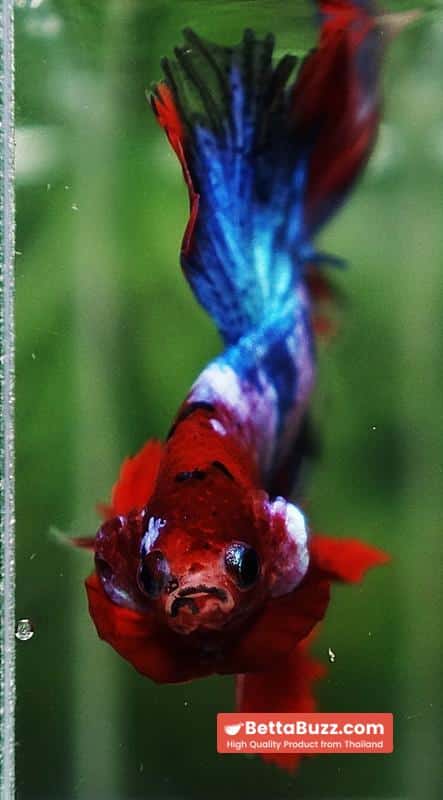 Betta fish Fancy Red Koi Sky Hawk OHM - Image 9