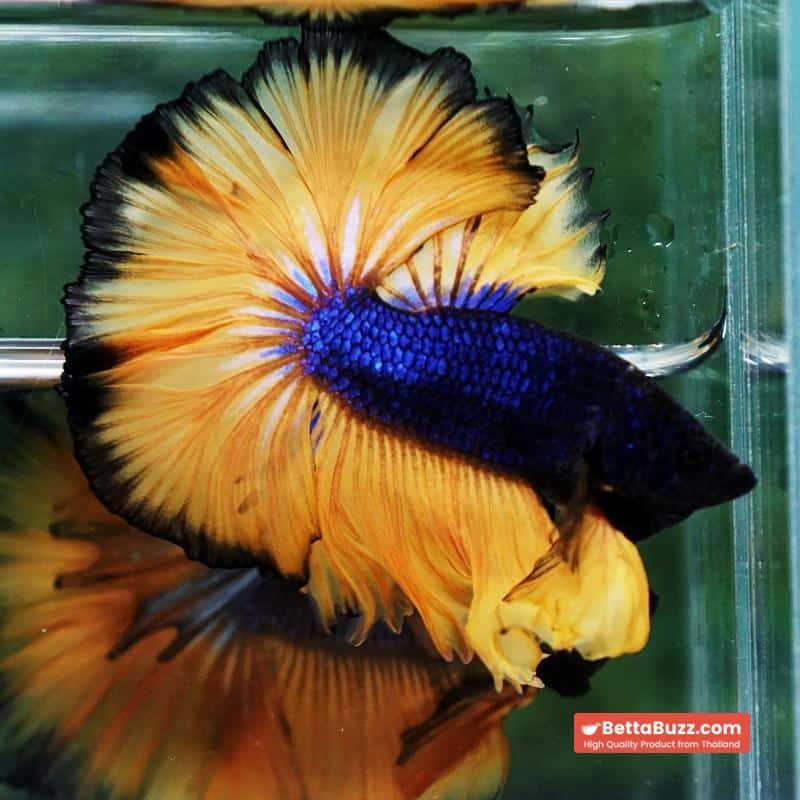 Betta fish Blue Black Head Pumpkins Mustard Gas Hawk OHM - Image 2