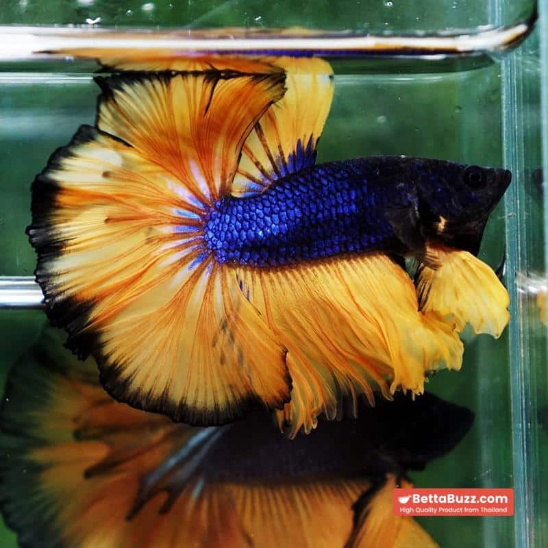 Betta fish Blue Black Head Pumpkins Mustard Gas Hawk OHM - Image 4