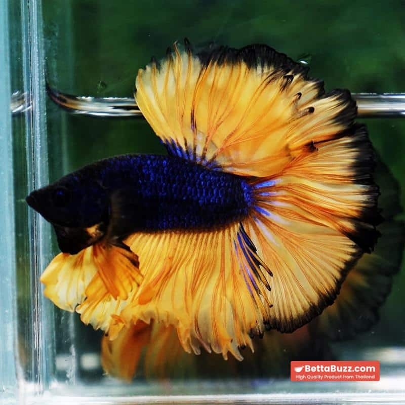 Betta fish Blue Black Head Pumpkins Mustard Gas Hawk OHM - Image 7