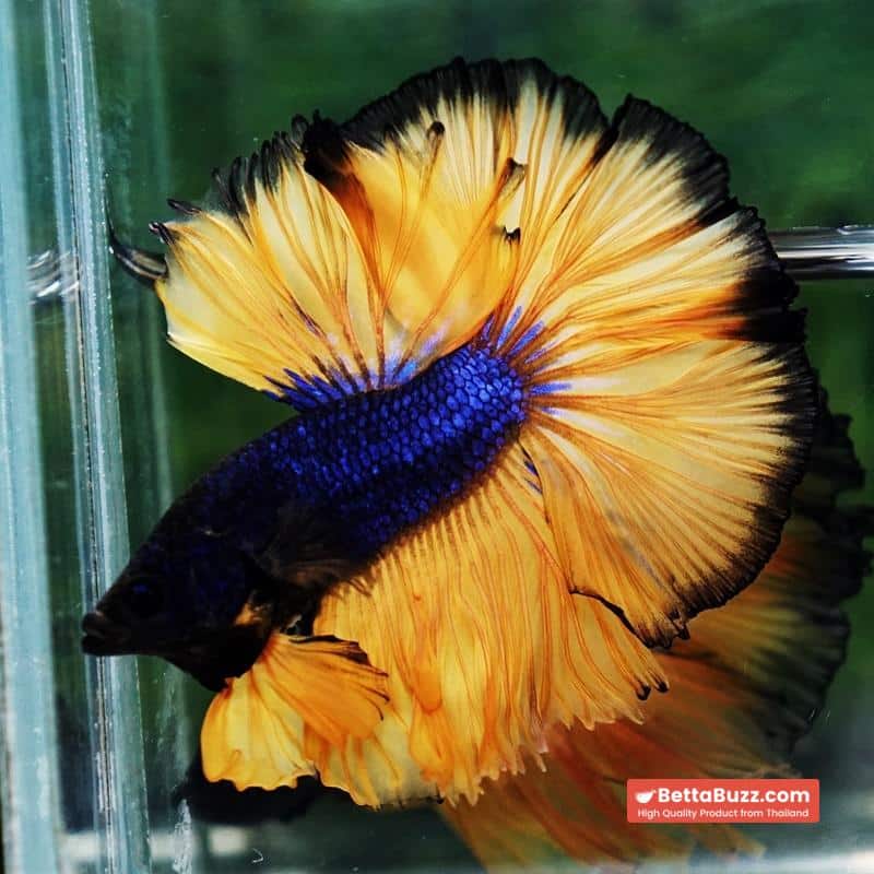 Betta fish Blue Black Head Pumpkins Mustard Gas Hawk OHM - Image 5