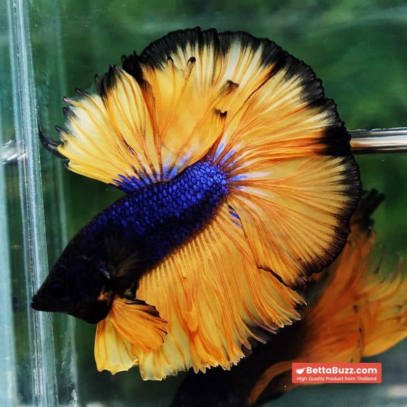 Betta fish Blue Black Head Pumpkins Mustard Gas Hawk OHM - Image 3