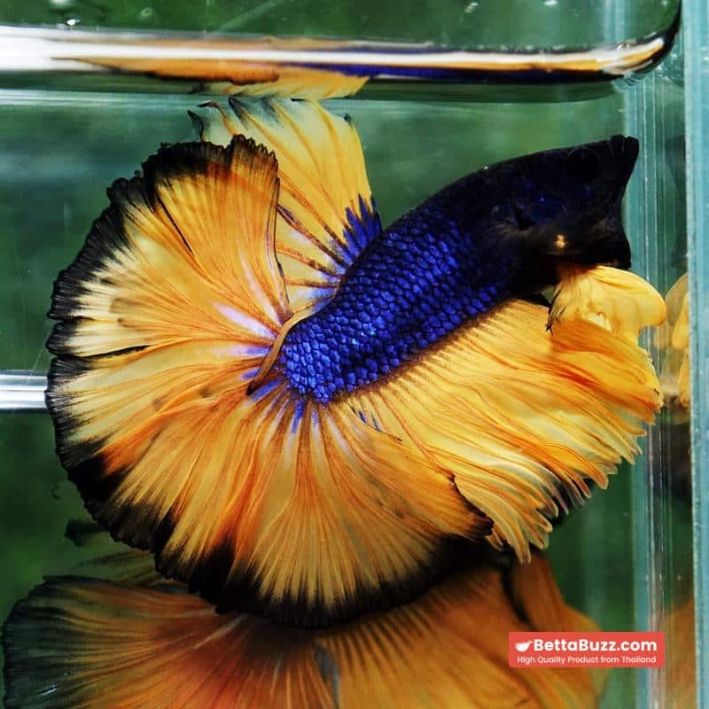 Betta fish Blue Black Head Pumpkins Mustard Gas Hawk OHM - Image 6