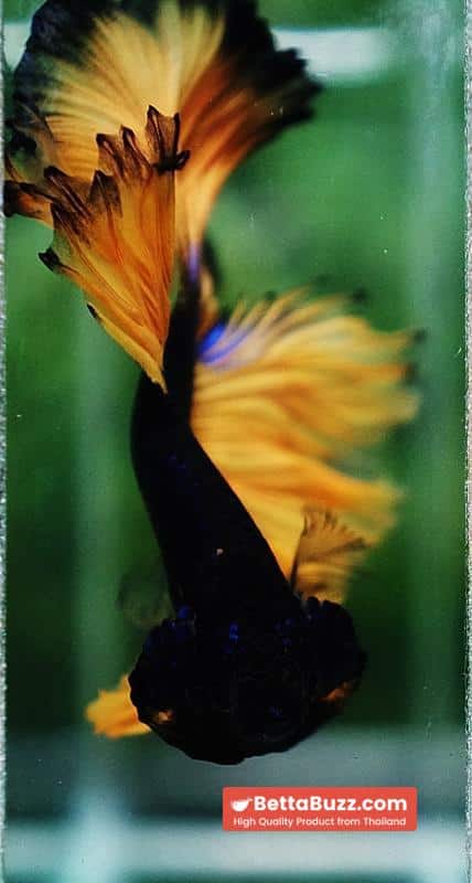 Betta fish Blue Black Head Pumpkins Mustard Gas Hawk OHM - Image 8