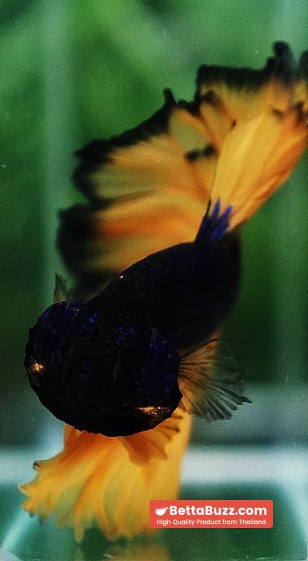 Betta fish Blue Black Head Pumpkins Mustard Gas Hawk OHM - Image 9