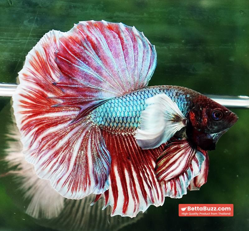 Betta fish HM Red Emerald Salamander Dumbo Rosetail - Image 3