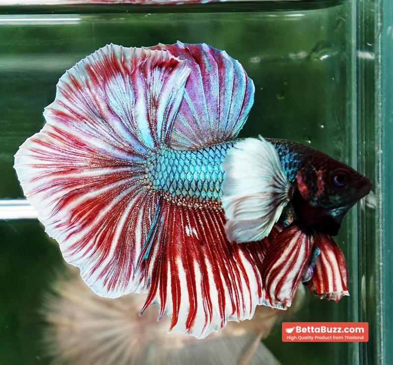 Betta fish HM Red Emerald Salamander Dumbo Rosetail - Image 5