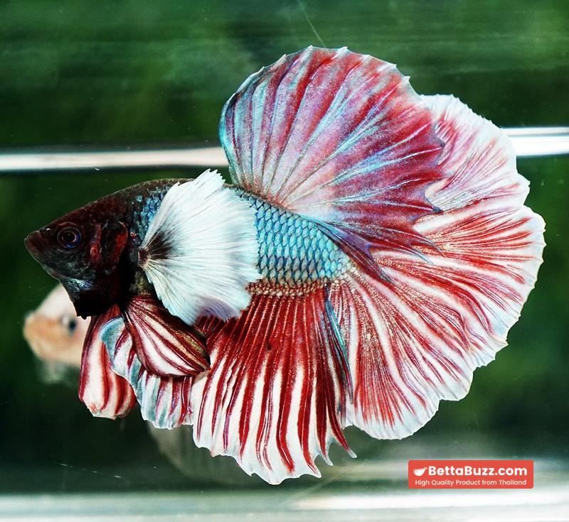 Betta fish HM Red Emerald Salamander Dumbo Rosetail - Image 2