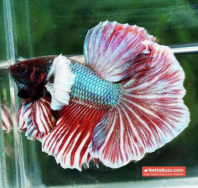 Betta fish HM Red Emerald Salamander Dumbo Rosetail - Image 4