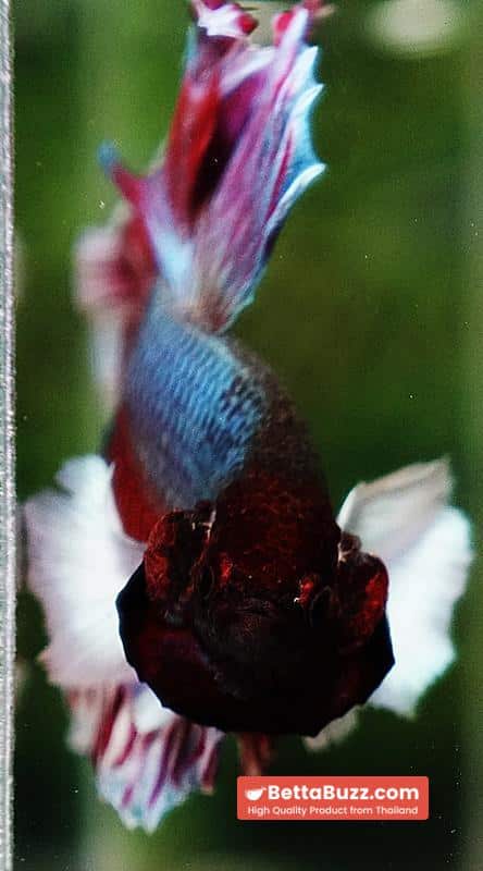 Betta fish HM Red Emerald Salamander Dumbo Rosetail - Image 6