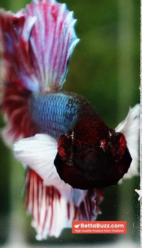 Betta fish HM Red Emerald Salamander Dumbo Rosetail - Image 7