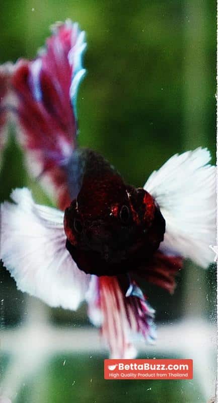Betta fish HM Red Emerald Salamander Dumbo Rosetail - Image 8