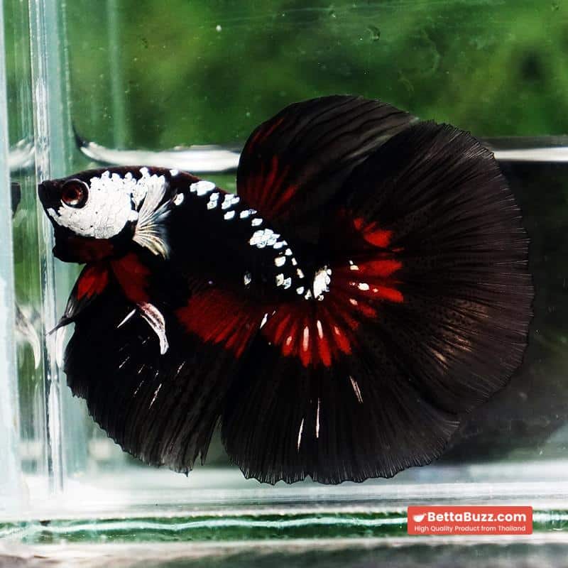 Betta fish Rare Vampire Shadow Black Samurai Butterfly HM - Image 5