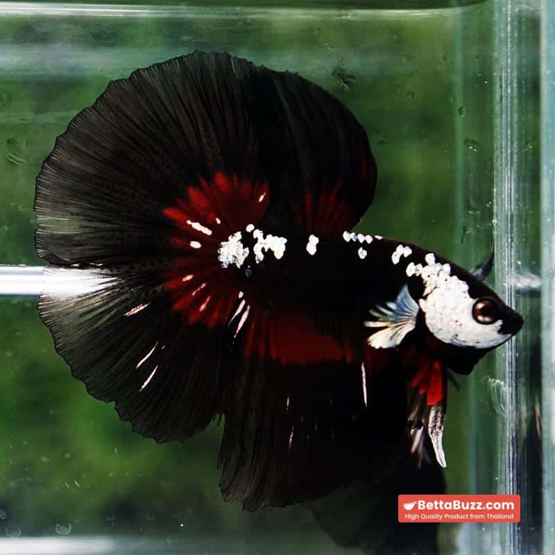 Betta fish Rare Vampire Shadow Black Samurai Butterfly HM - Image 6
