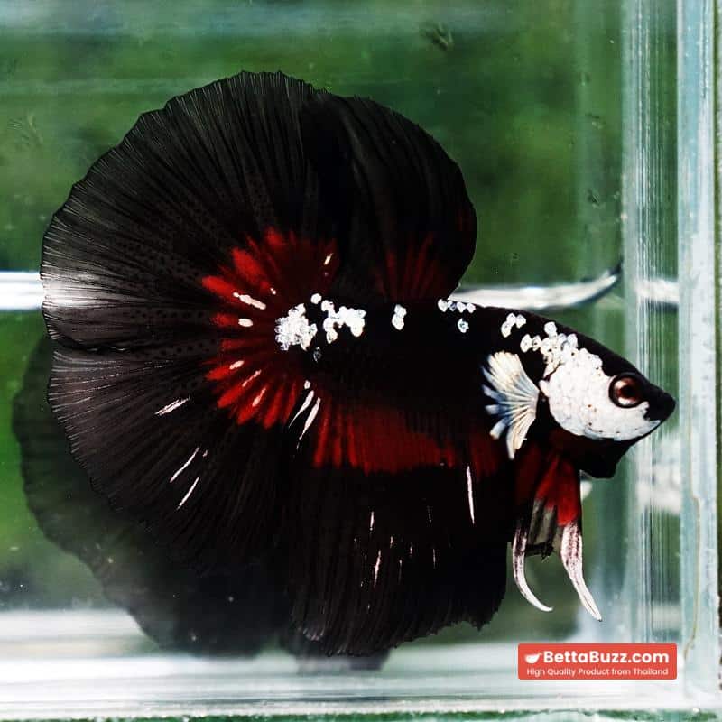 Betta fish Rare Vampire Shadow Black Samurai Butterfly HM - Image 3