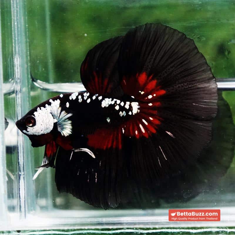 Betta fish Rare Vampire Shadow Black Samurai Butterfly HM - Image 4