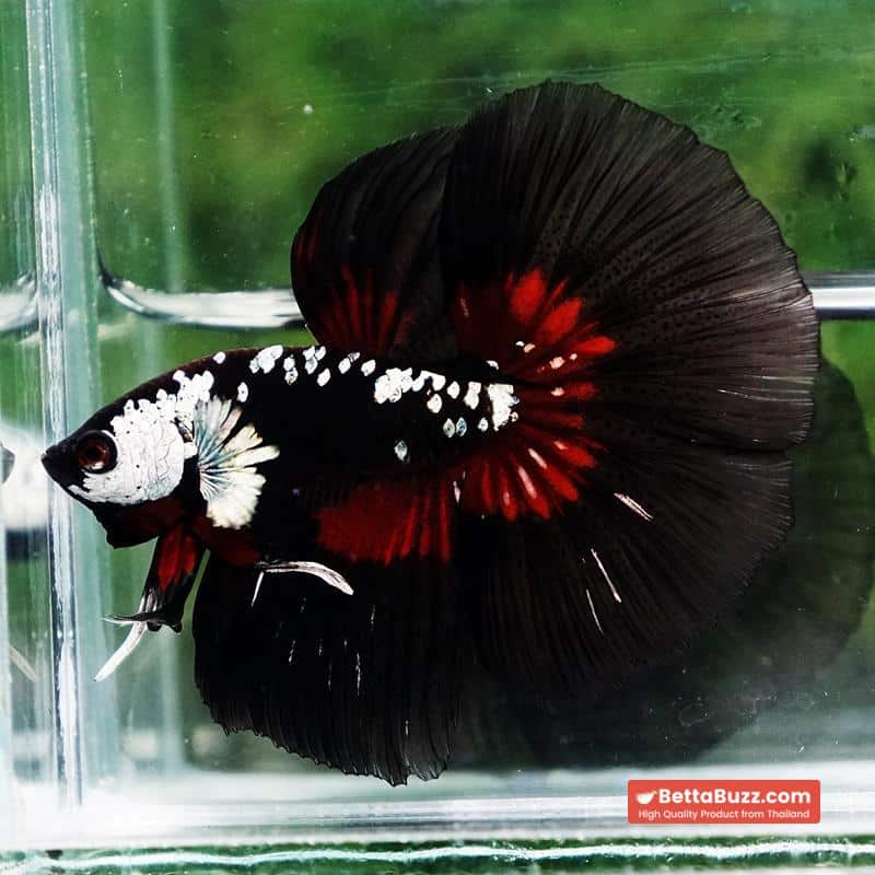 Betta fish Rare Vampire Shadow Black Samurai Butterfly HM - Image 2