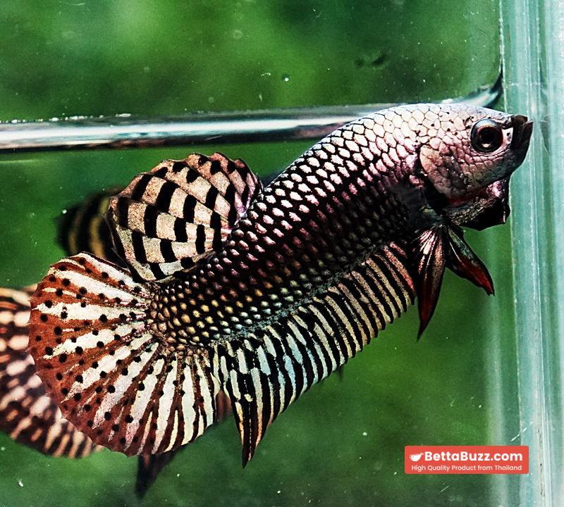 Betta fish Wild Hybrid Tiger Copper Gold Series - Image 2