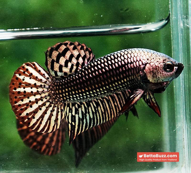 Betta fish Wild Hybrid Tiger Copper Gold Series - Image 4