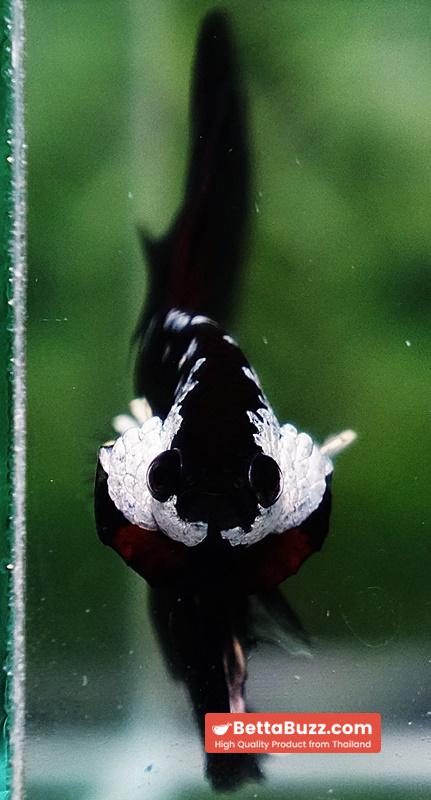 Betta fish Rare Vampire Shadow Black Samurai Butterfly HM - Image 7