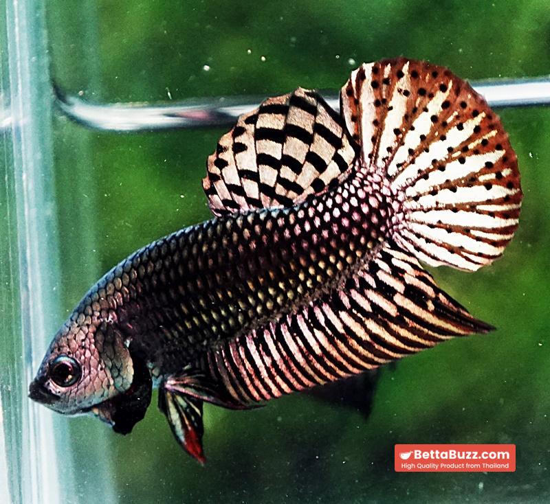 Betta fish Wild Hybrid Tiger Copper Gold Series - Image 3