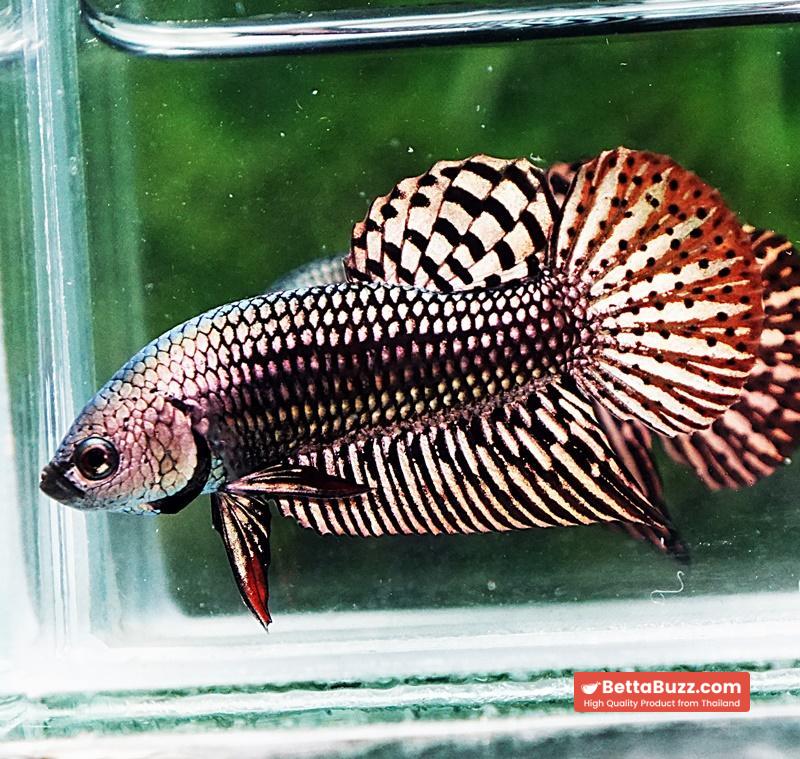 Betta fish Wild Hybrid Tiger Copper Gold Series - Image 5