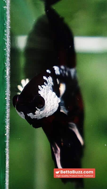 Betta fish Rare Vampire Shadow Black Samurai Butterfly HM - Image 8