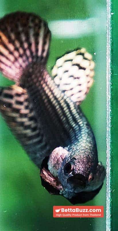 Betta fish Wild Hybrid Tiger Copper Gold Series - Image 6