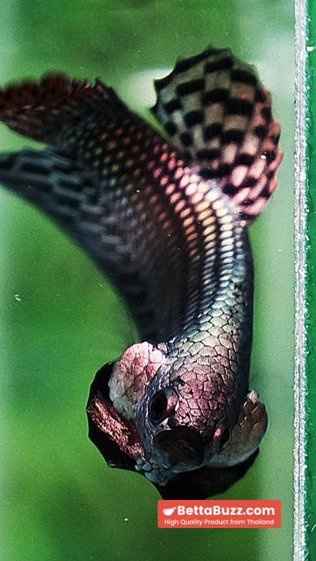 Betta fish Wild Hybrid Tiger Copper Gold Series - Image 7