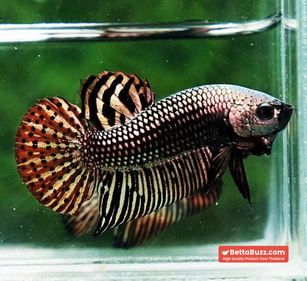 Betta fish Wild Hybrid Tiger Copper Gold Series - Image 3