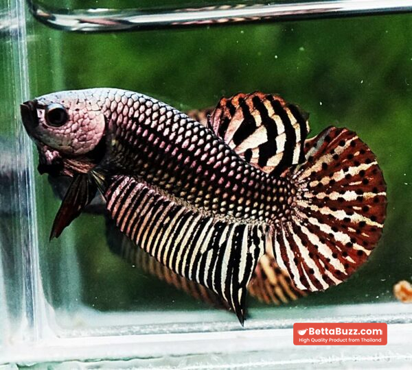 Betta fish Wild Hybrid Tiger Copper Gold Series - Image 2