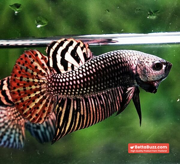 Betta fish Wild Hybrid Tiger Copper Gold Series - Image 4