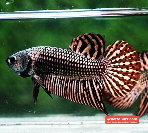 Betta fish Wild Hybrid Tiger Copper Gold Series - Image 5