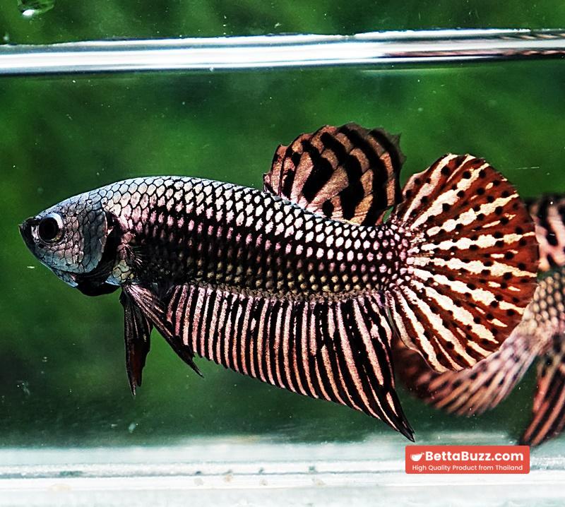 Betta fish Wild Hybrid Tiger Copper Gold Series - Image 5