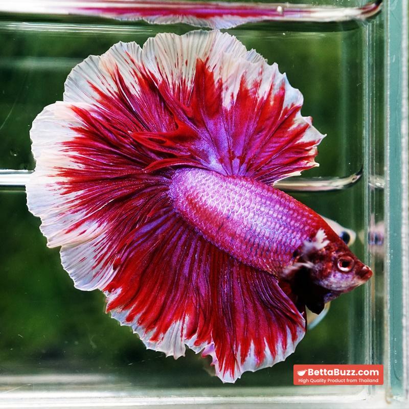 Betta fish Pink Lily Poison Rosetail OHM - Image 2