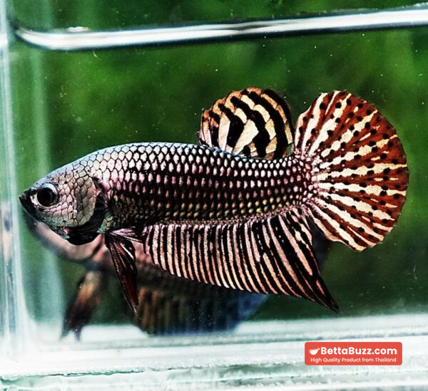 Betta fish Wild Hybrid Tiger Copper Gold Series - Image 6