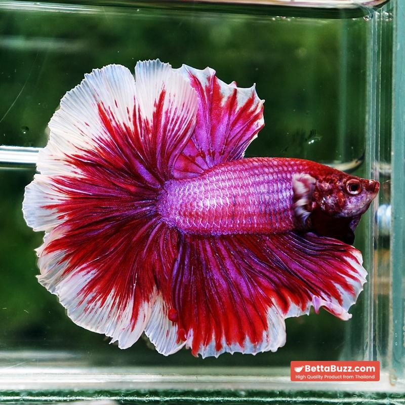 Betta fish Pink Lily Poison Rosetail OHM - Image 4