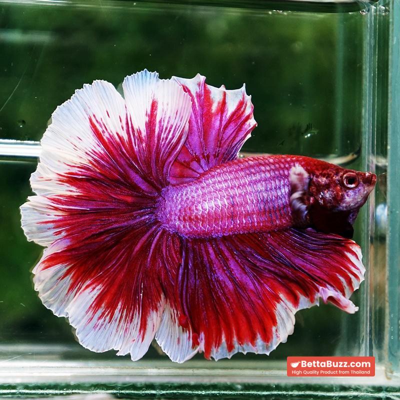 Betta fish Pink Lily Poison Rosetail OHM - Image 6