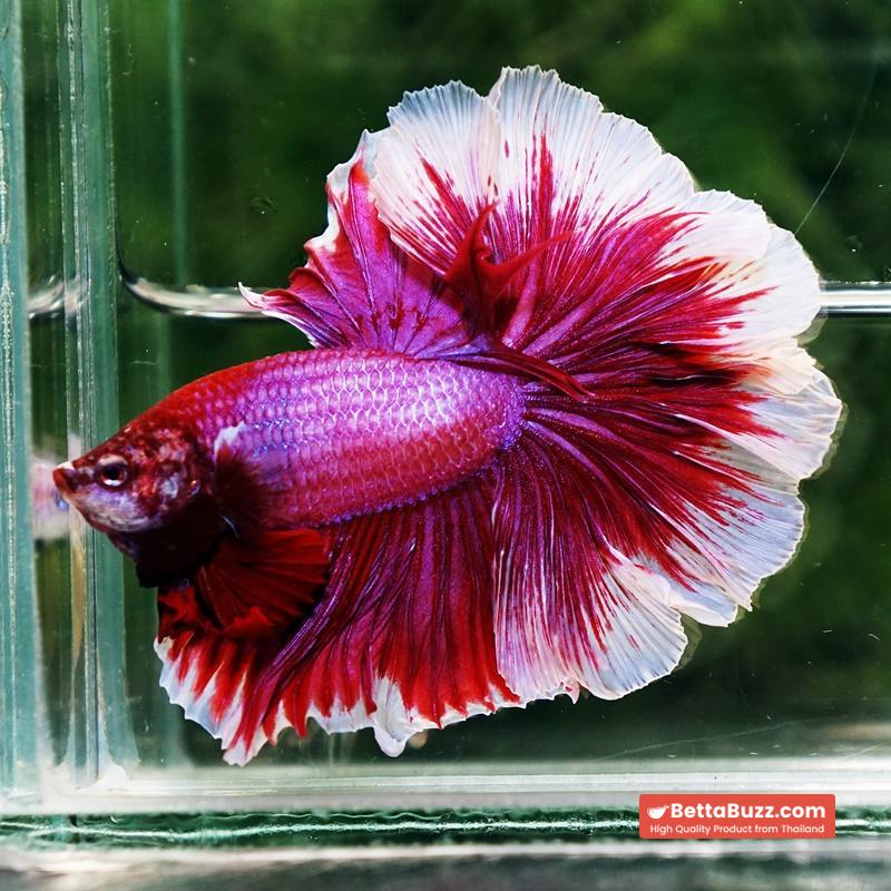 Betta fish Pink Lily Poison Rosetail OHM - Image 5