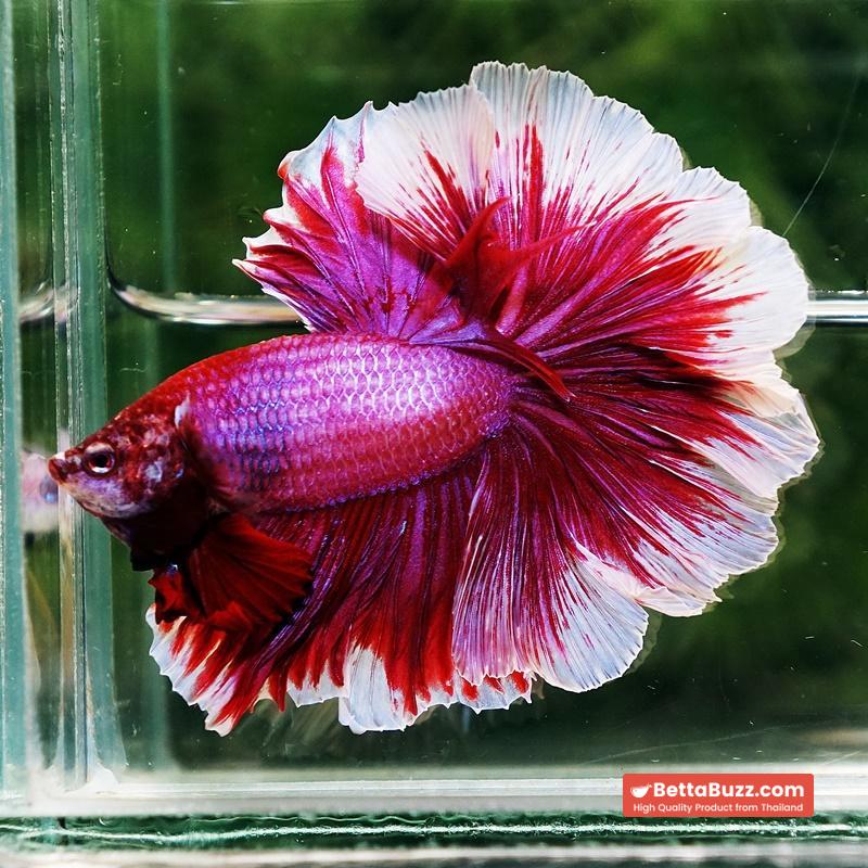 Betta fish Pink Lily Poison Rosetail OHM - Image 3