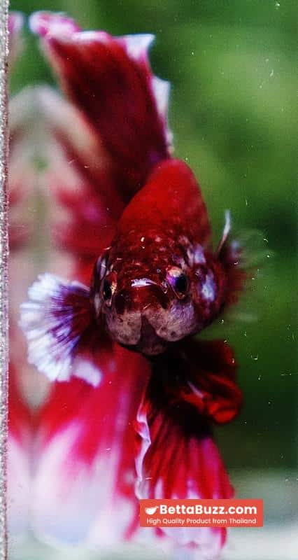 Betta fish Pink Lily Poison Rosetail OHM - Image 7